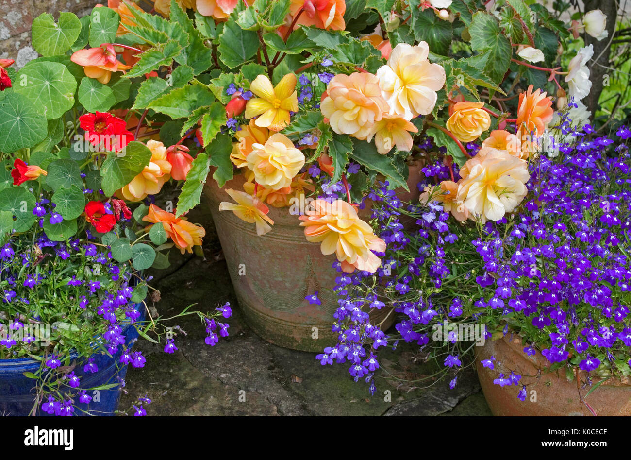Summer flowers - informal arrangement of trailing begonias, lobelias and nasturtiums in weathered pots, in the corner of an English  garden Stock Photo