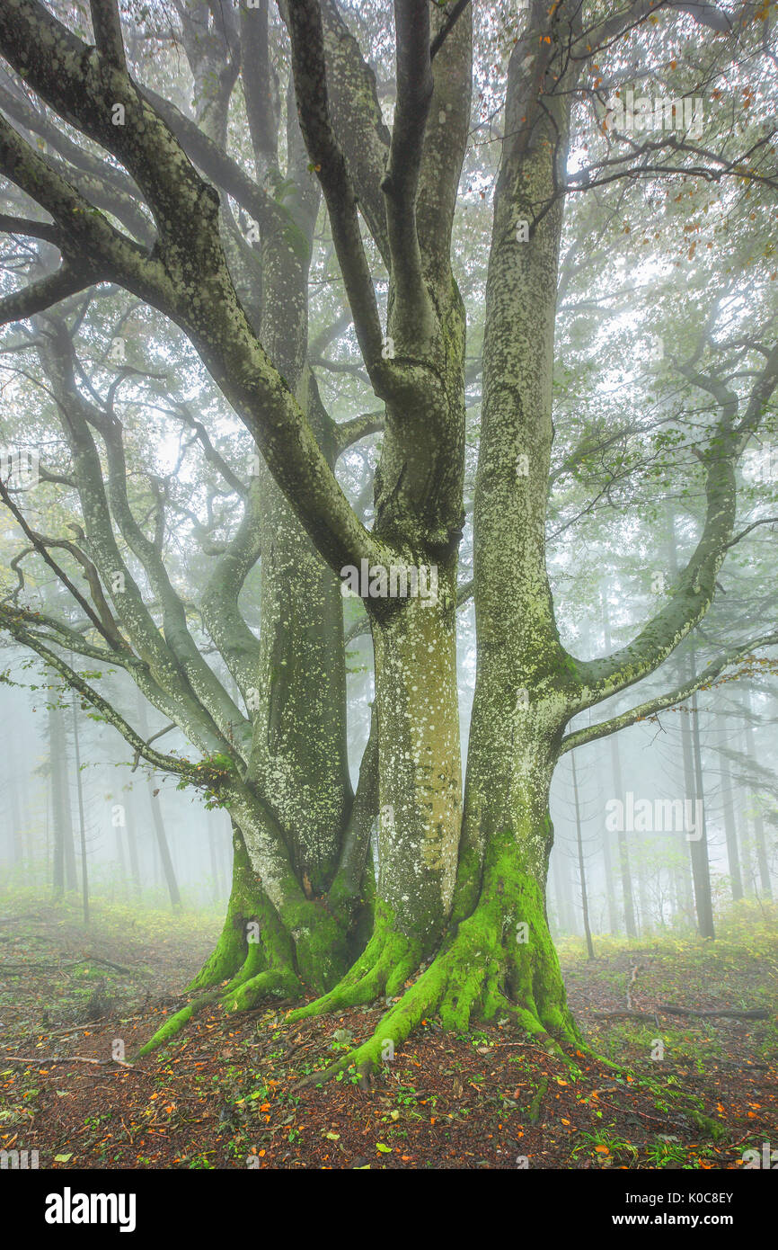 Buchenwald im Herbst, Schweiz Stock Photo