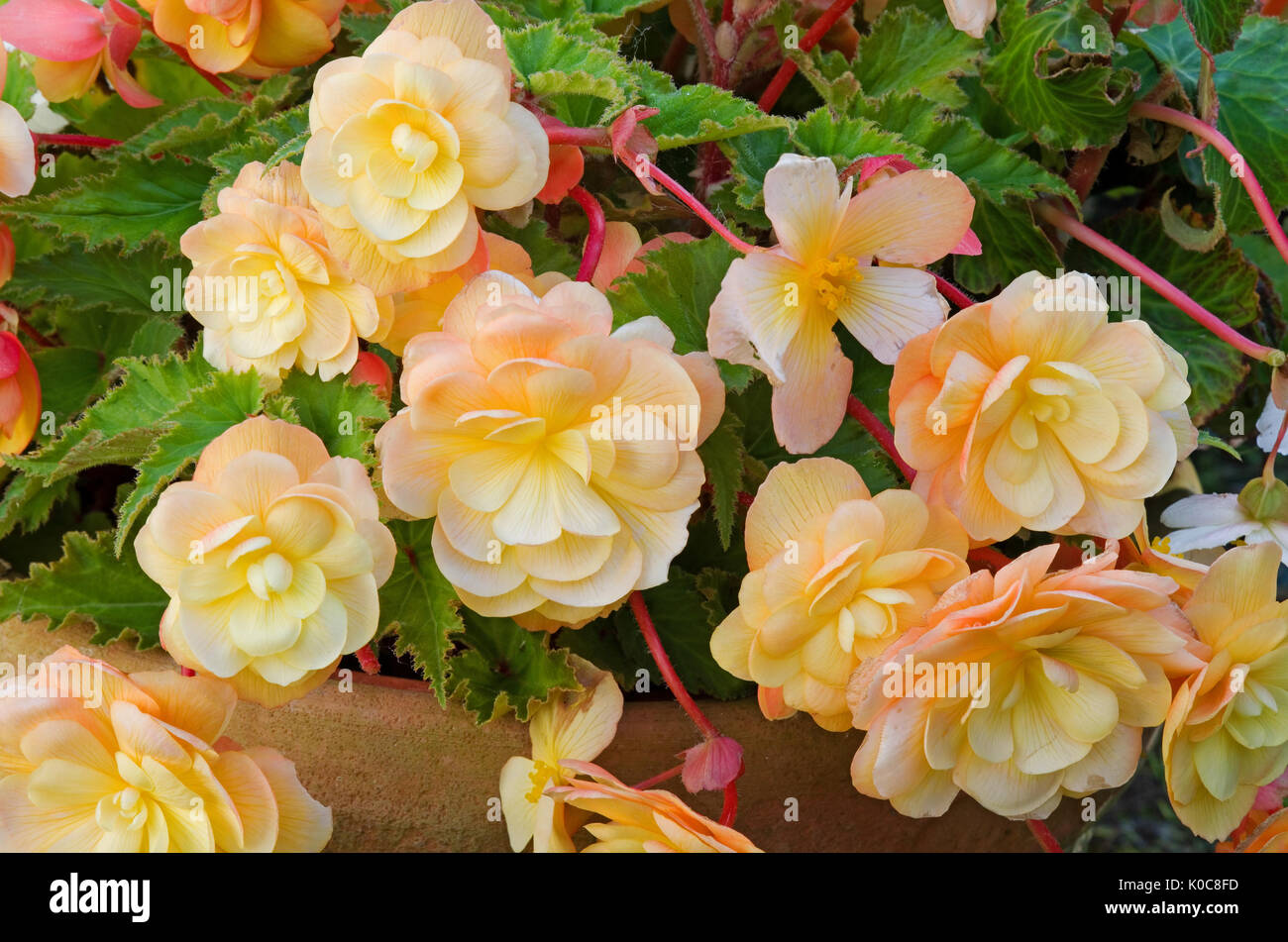 Close-up of beautiful peach coloured trailing begonia flowers in a terracotta pot. Stock Photo