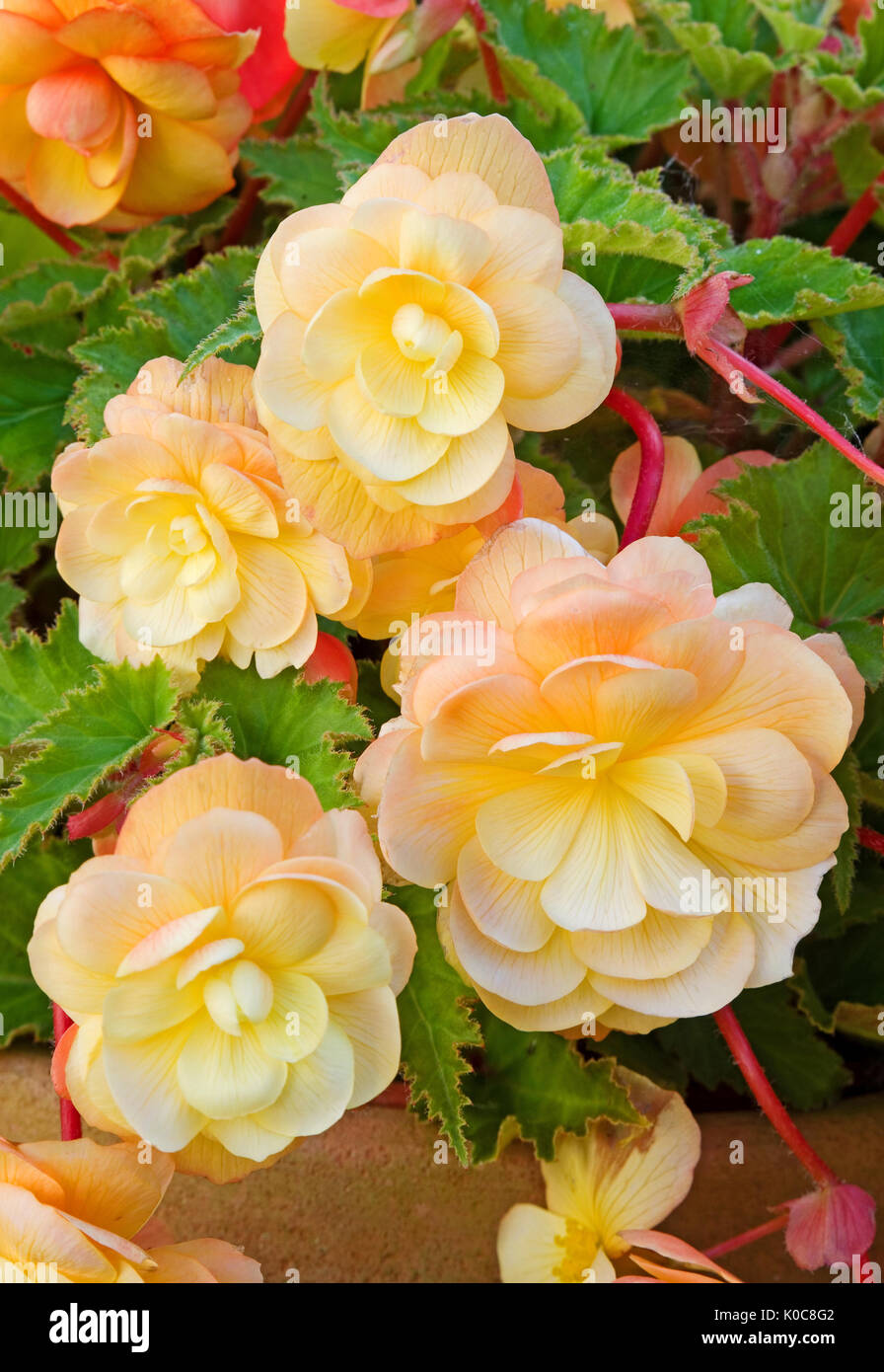 Close-up of beautiful peach coloured trailing begonia flowers in a terracotta pot. Stock Photo