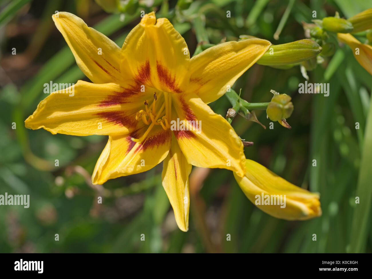 Close-up of flower head of bi-coloured day lily Hemerocallis Bonanza Stock Photo