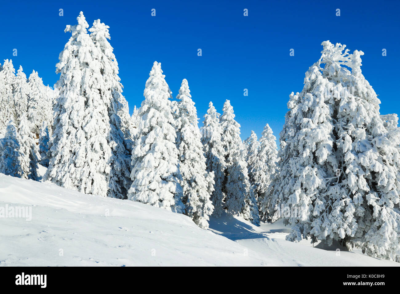 Verschneiter Tannenwald, Schweiz Stock Photo