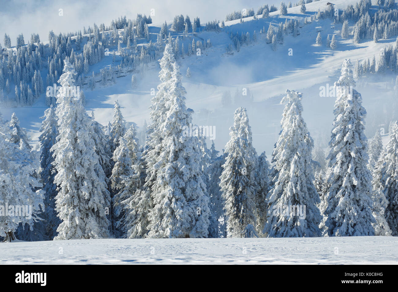 Verschneiter Tannenwald, Schweiz Stock Photo