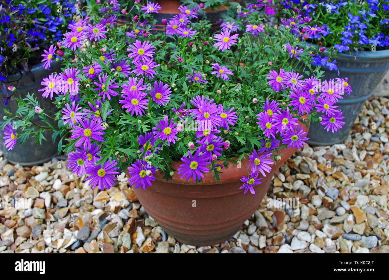 Summer flowering plants purple brachyscome and blue lobelia in pots on ornamental gravel patio. Stock Photo