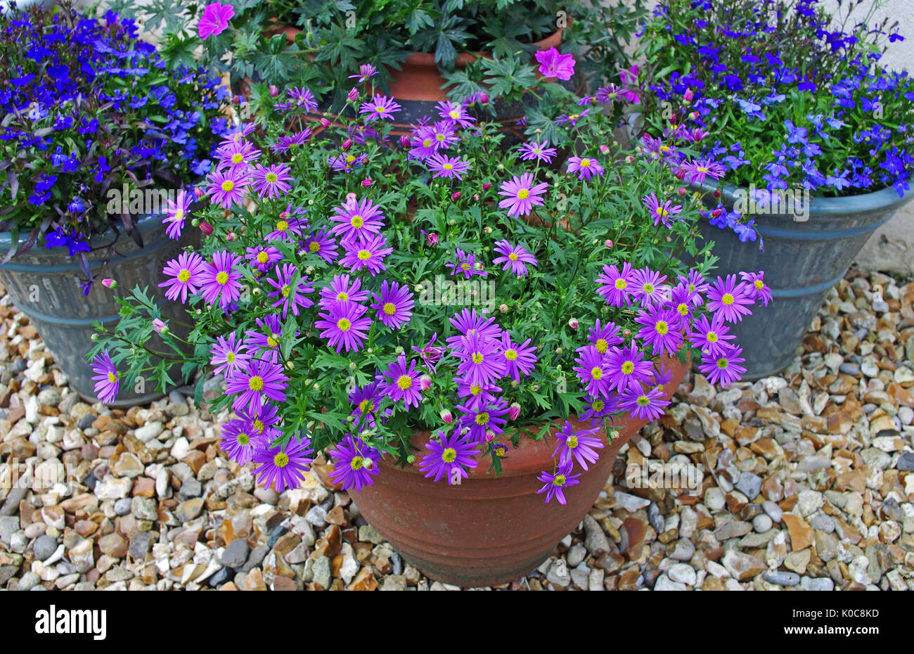 Summer flowering plants purple brachyscome and blue lobelia in pots on ornamental gravel patio. Stock Photo