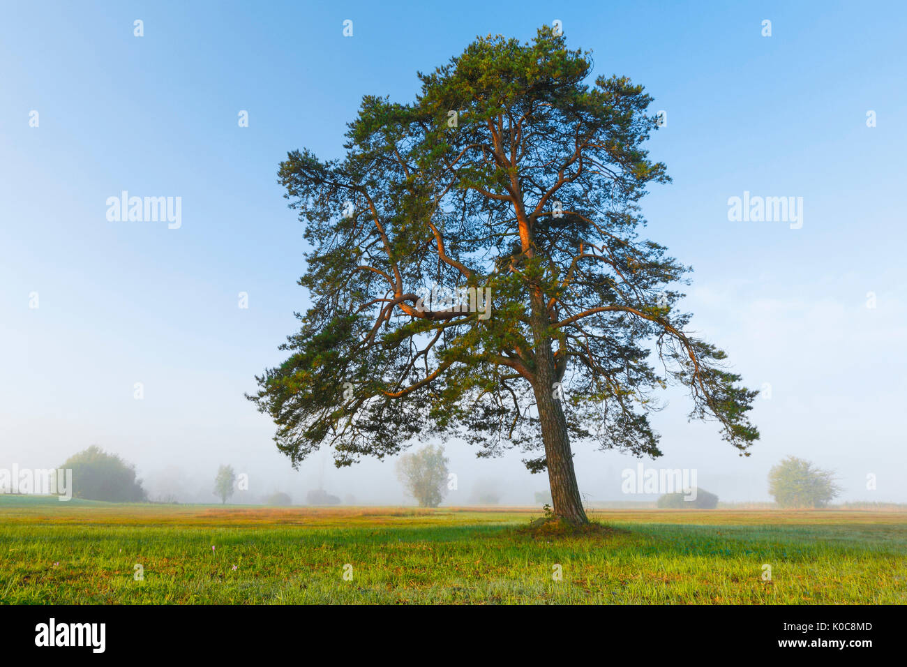 Kiefer, Pinus, Schweiz Stock Photo