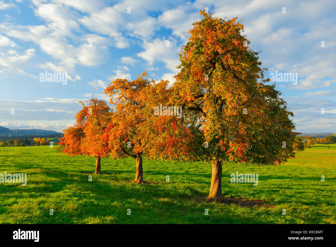 Birnbäume im Herbst, Schweiz Stock Photo Alamy