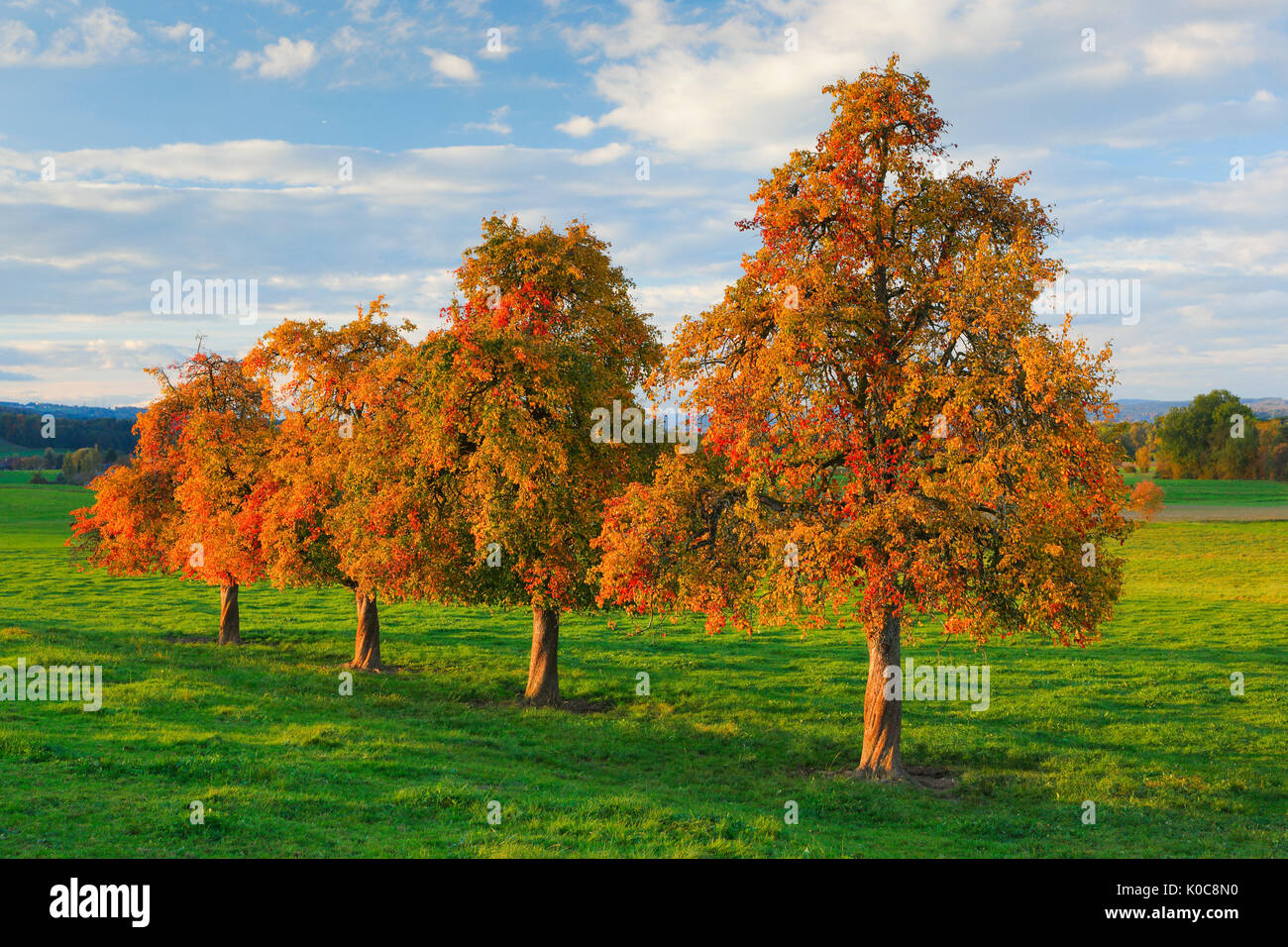 Birnbäume im Herbst, Schweiz Stock Photo