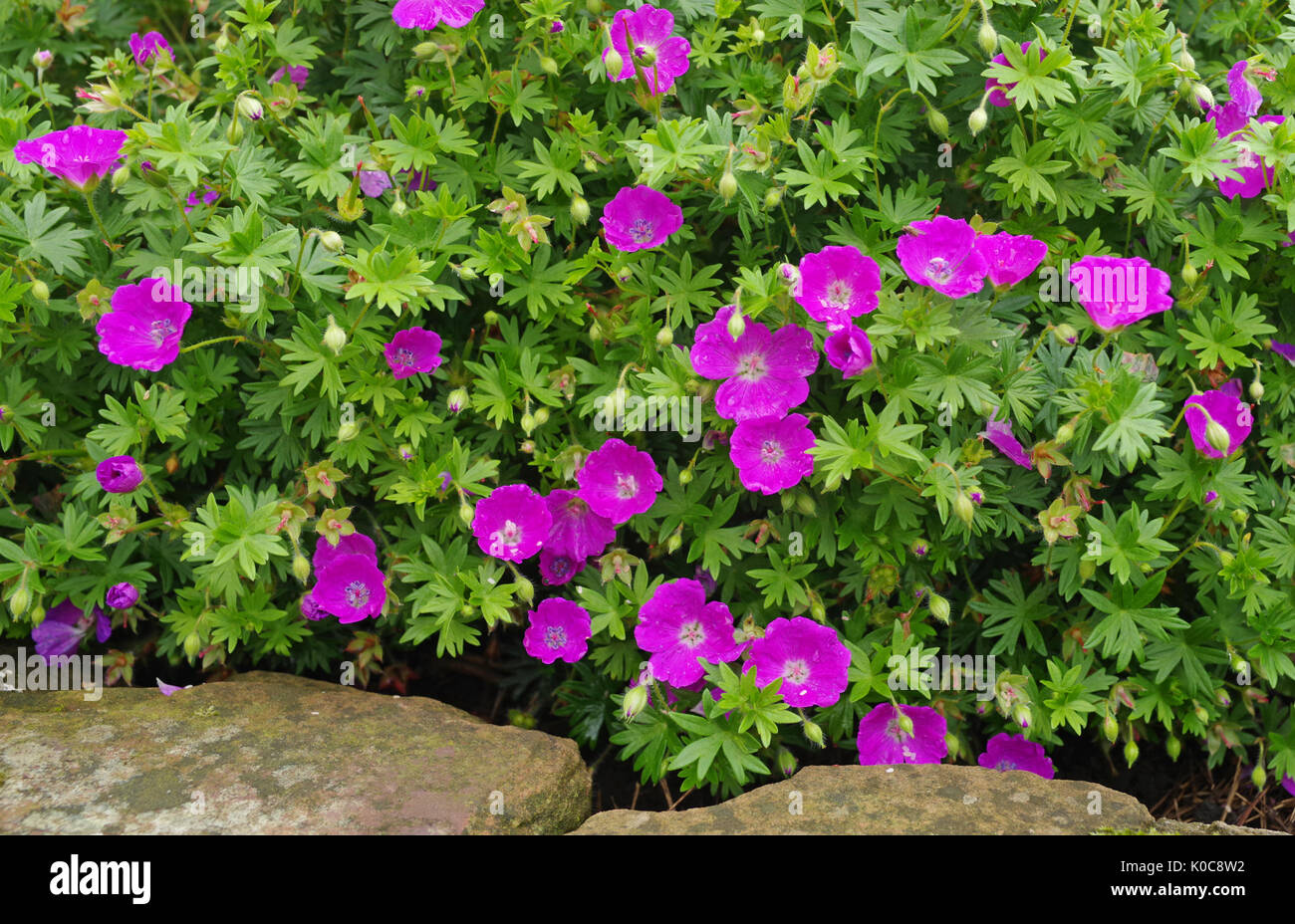 Deep pink small flowered perennial geranium plant growing in English garden next to weathered sandstone edging. Stock Photo