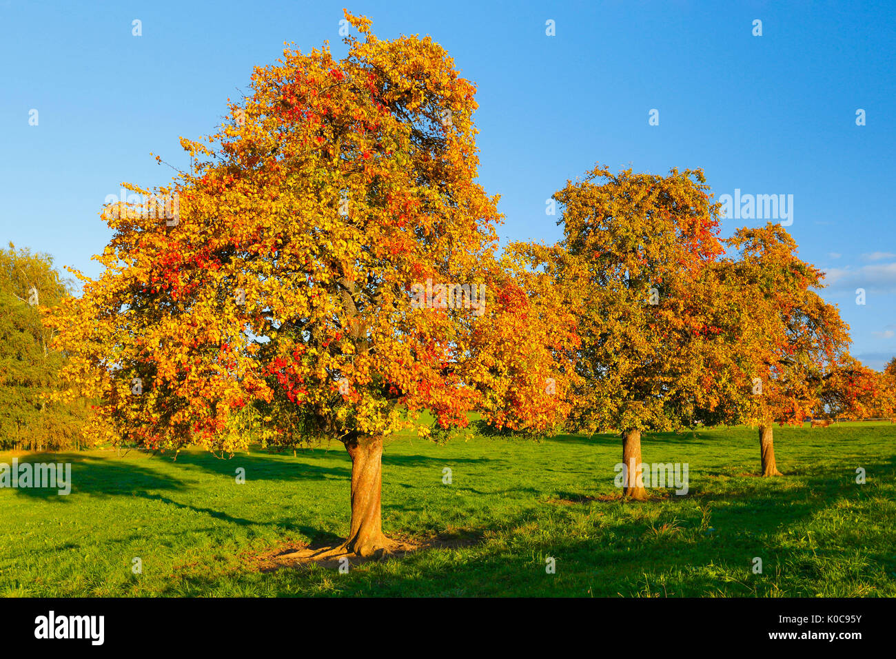 Obtsgarten hires stock photography and images Alamy