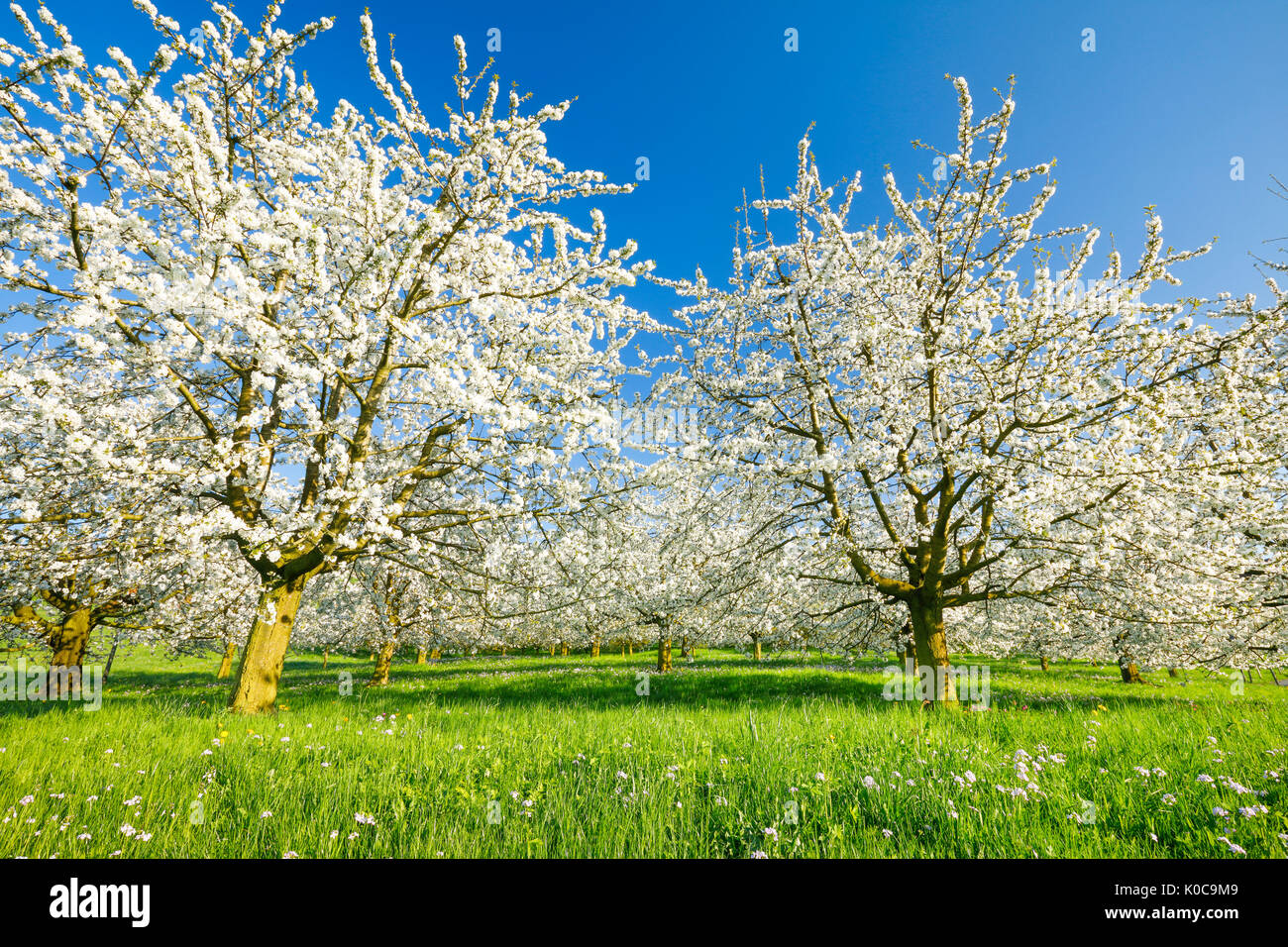 Kirschbäume im Frühling, Prunus avium, Schweiz Stock Photo