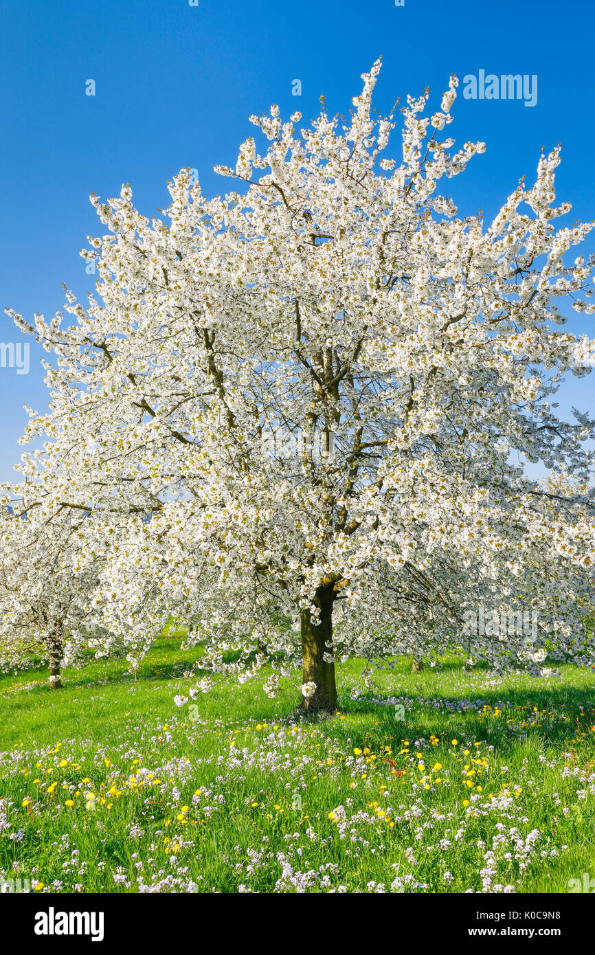 Kirschbäume im Frühling, Prunus avium, Schweiz Stock Photo