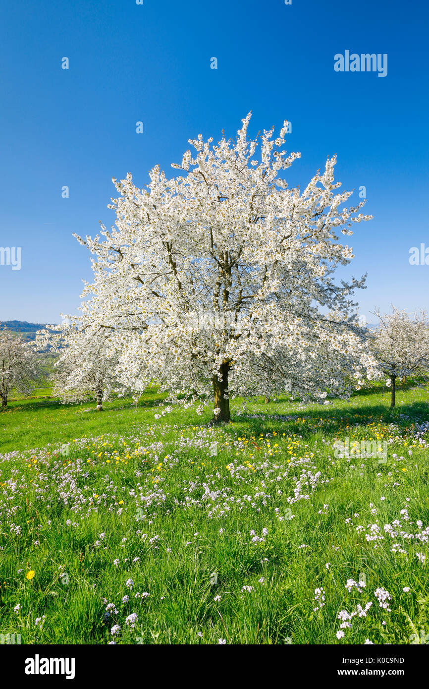 Kirschbäume im Frühling, Prunus avium, Schweiz Stock Photo Alamy
