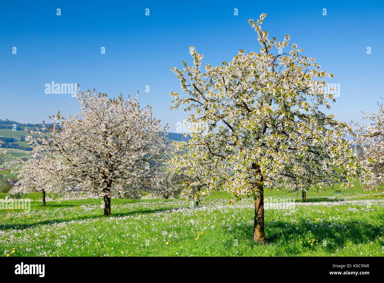 Kirschbäume im Frühling, Prunus avium, Schweiz Stock Photo Alamy