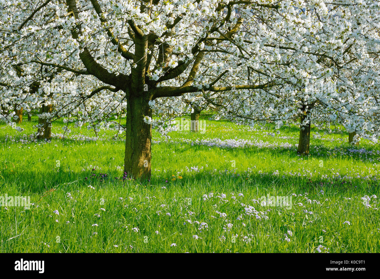 Kirschbäume im Frühling, Prunus avium, Schweiz Stock Photo