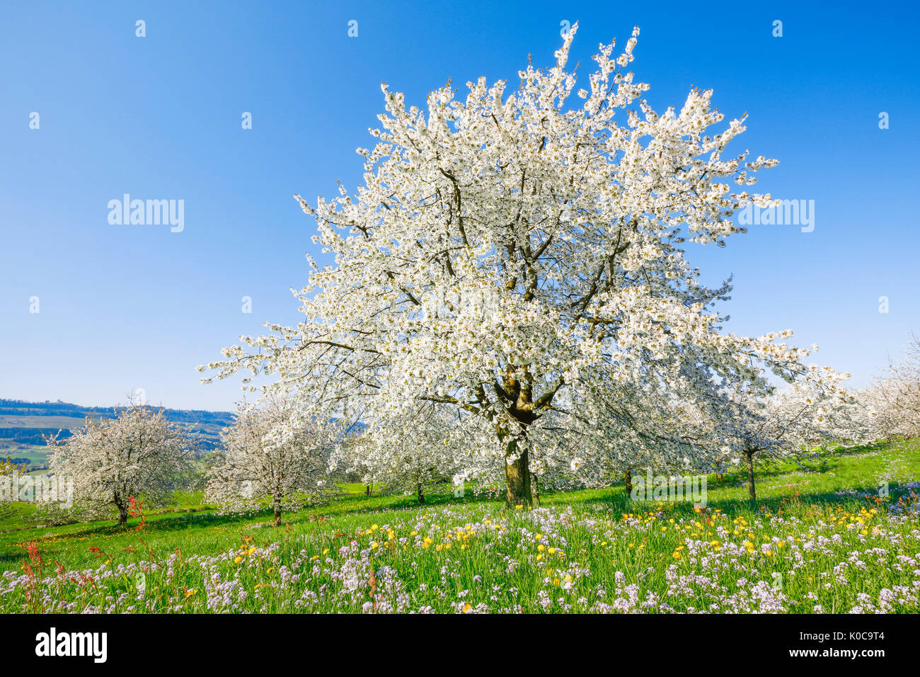 Kirschbäume im Frühling, Prunus avium, Schweiz Stock Photo Alamy