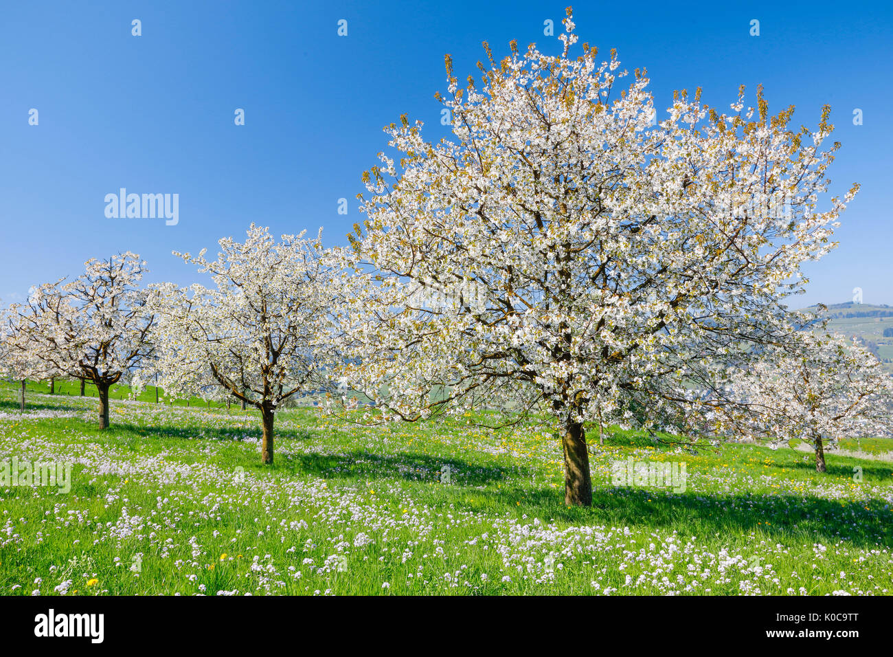 Kirschbäume im Frühling, Prunus avium, Schweiz Stock Photo