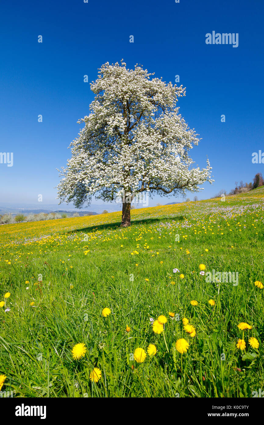 Blühender Birnbaum im Frühling, Schweiz Stock Photo