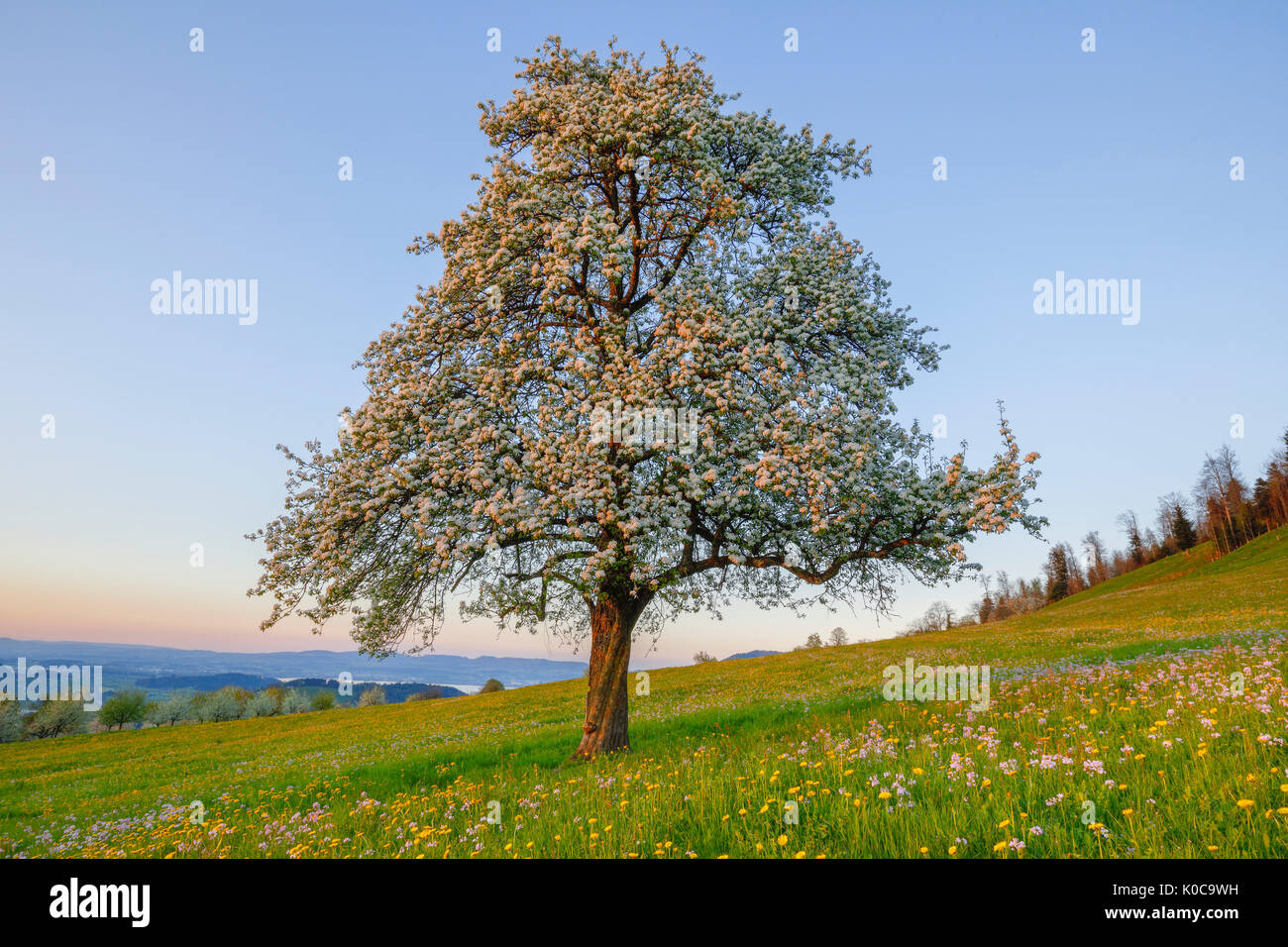 Blühender Birnbaum im Frühling, Schweiz Stock Photo