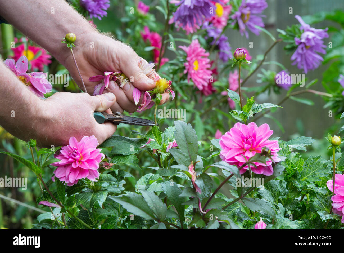 Gardener deadheading Dahlia flowers with snips in an english garden. UK Stock Photo