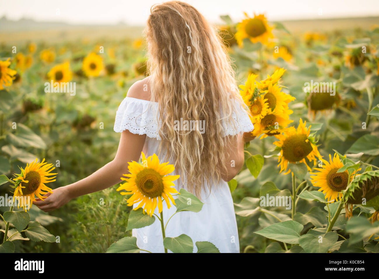Young woman in a field of sunflowers. sunset light in the field of ...