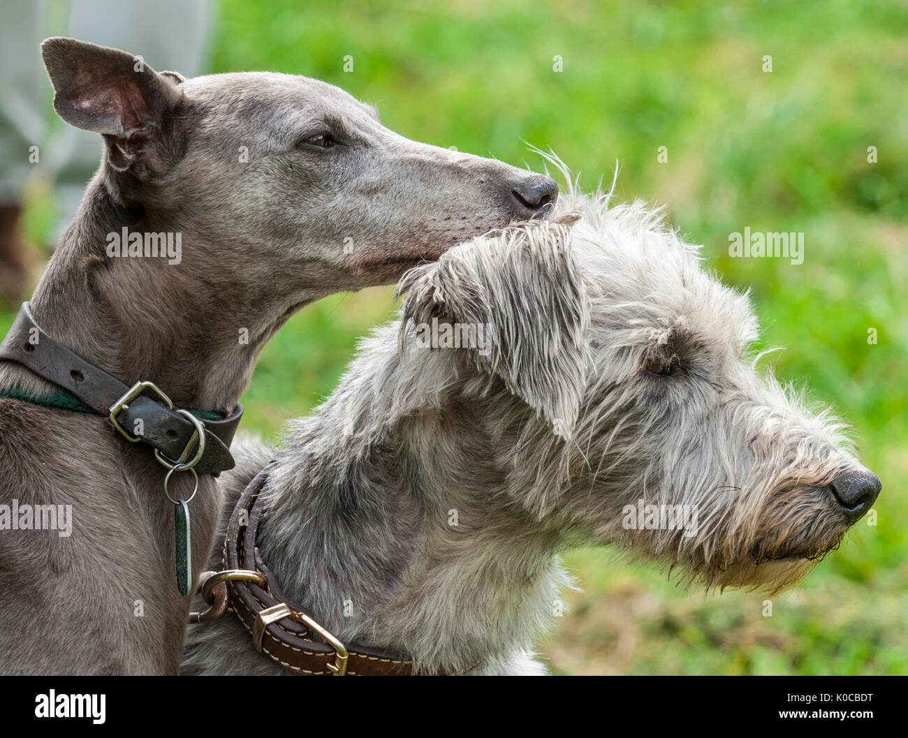 The Barlow Hunt Dog Show - Portrait of a whippet and a lucher rough coated dog Stock Photo