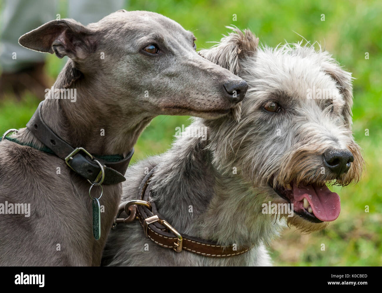 The Barlow Hunt Dog Show - Portrait of a whippet and a lucher rough coated dog Stock Photo
