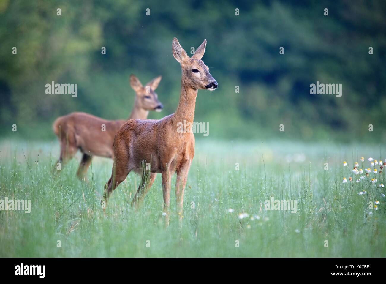 Capreolus capreolus, female Roe Deer standing on the summer meadow at ...