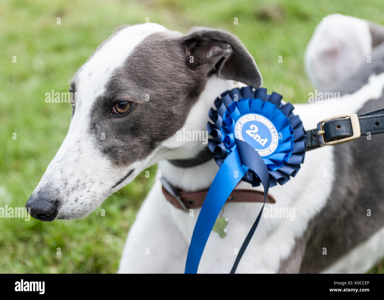 The Barlow Hunt Dog Show - A portrait of a greyhound dog with his blue rosette for coming second in his class Stock Photo