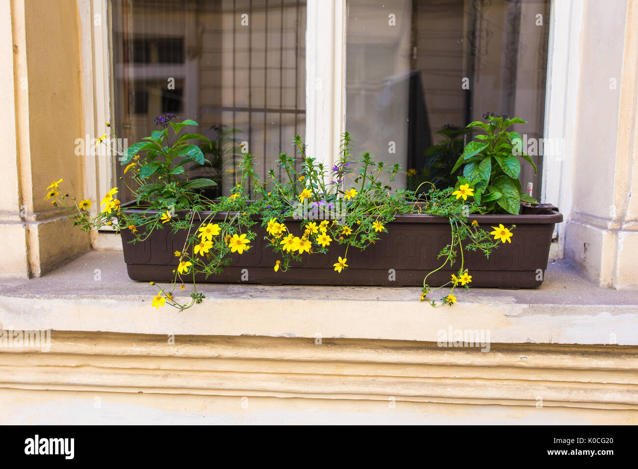 windows with flower pots Stock Photo Alamy