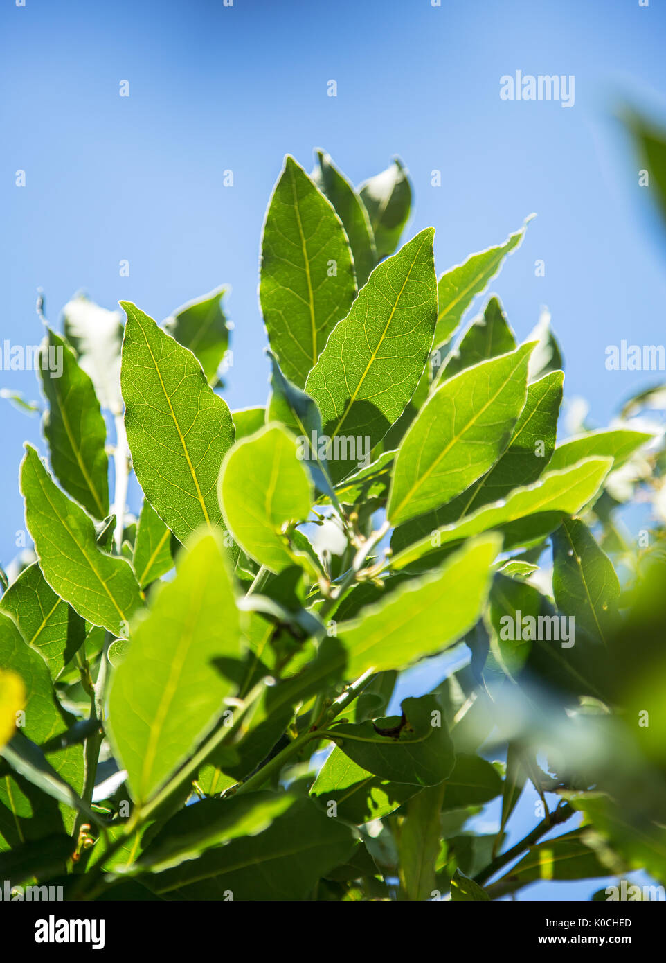 Laurel shrub or bay tree. Blue sky on the background. Stock Photo