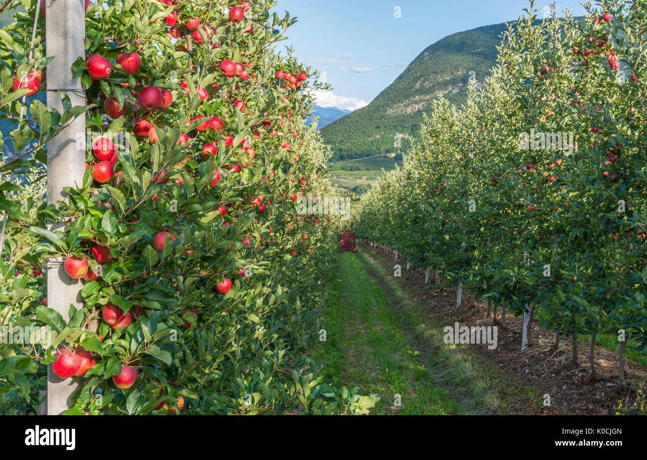 View down the idyllic fruit orchards of Trentino Alto Adige, Italy. Val