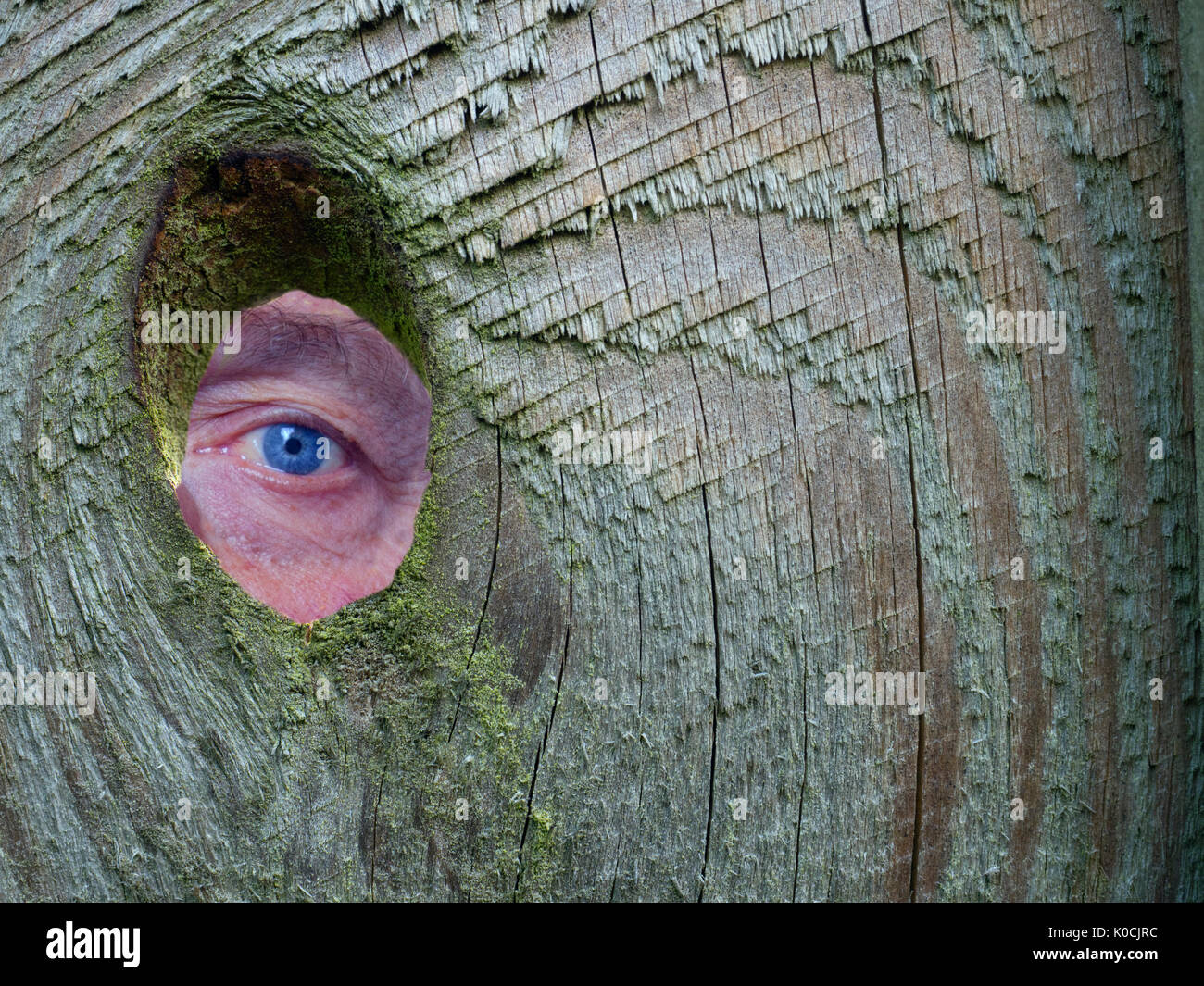 Man looking through Knot hole in garden fence at private garden(posed by the photographer) Stock Photo