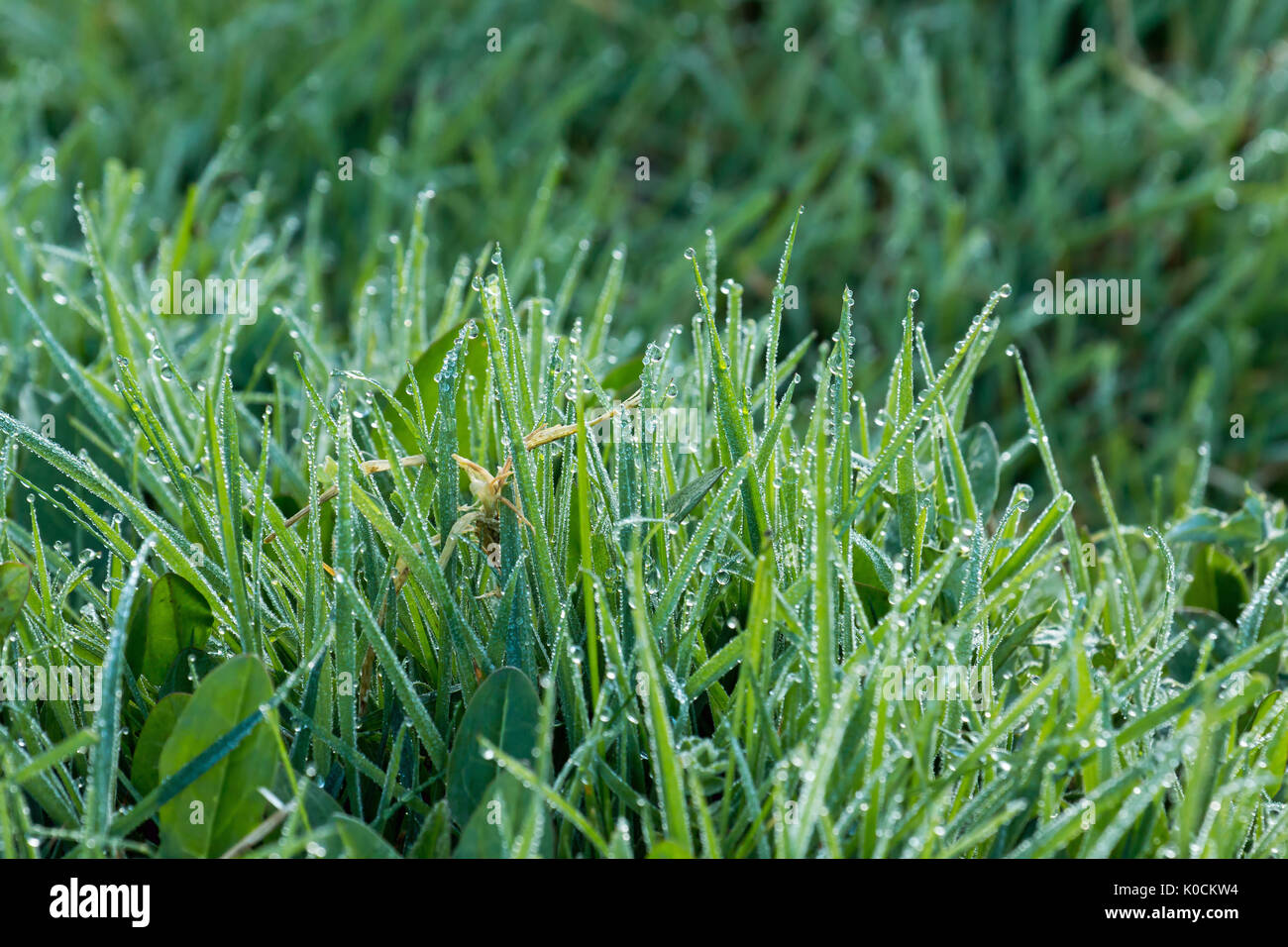 Dew on grass during April early morning. Stock Photo