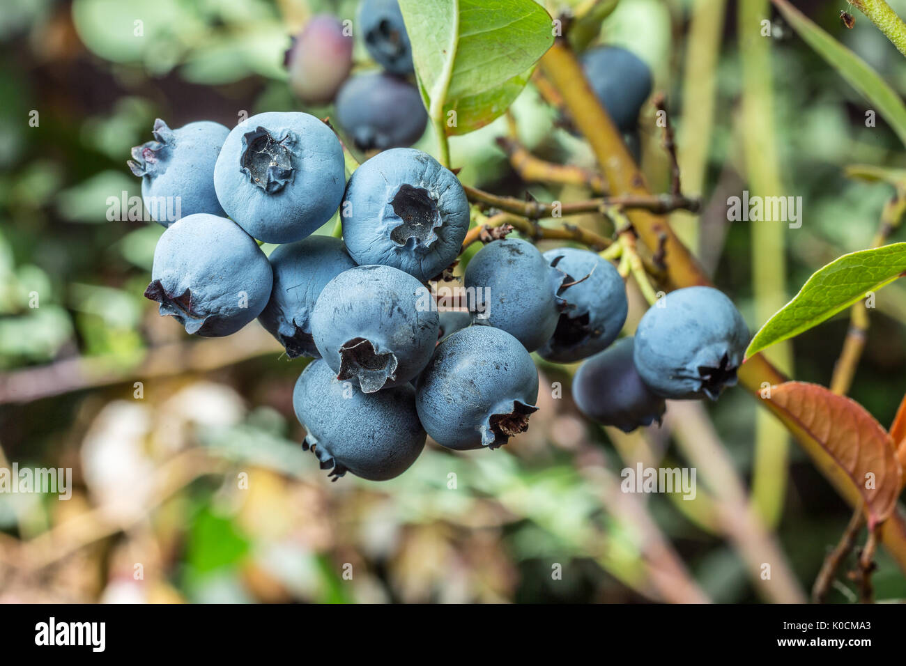 Ripe blueberries on the shrub. Nature background. Stock Photo