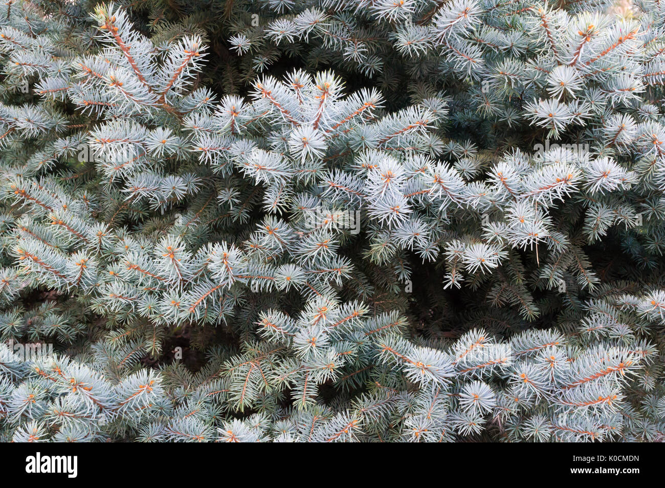 Blue spruce branches Stock Photo Alamy