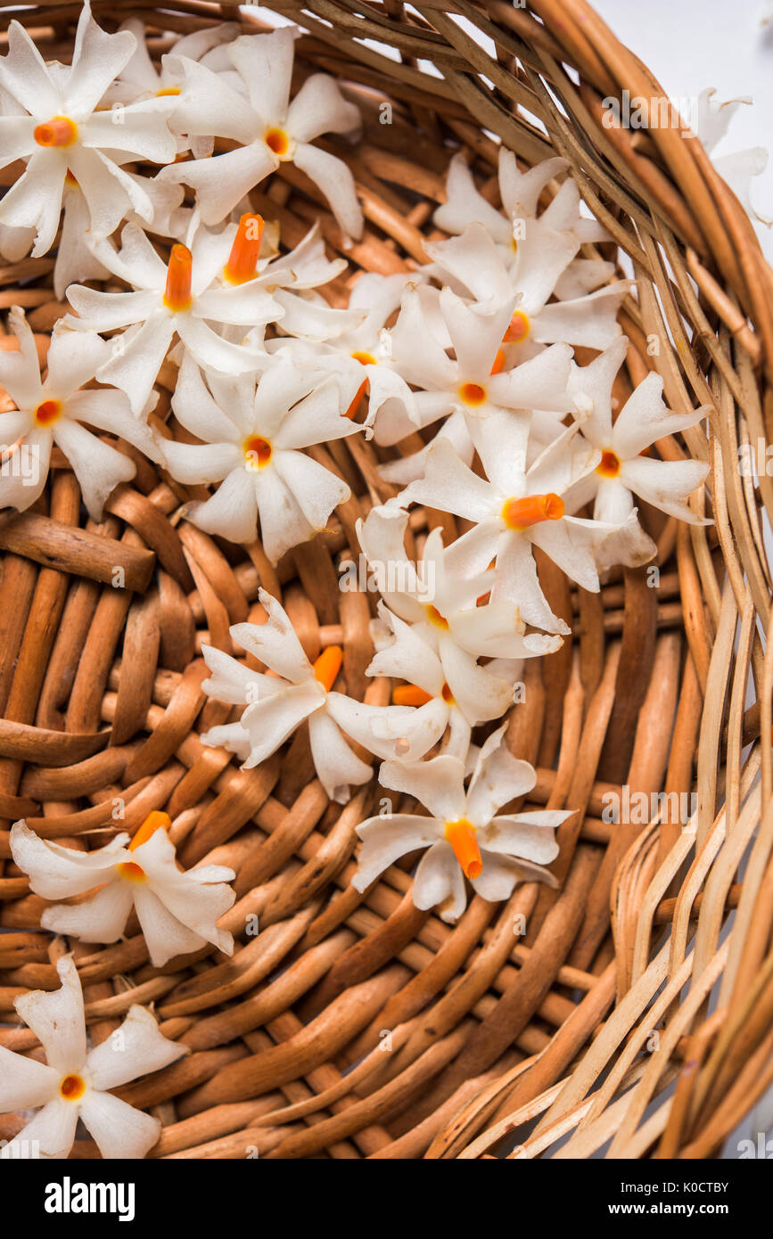 Nyctanthes arbor-tristis or Parijat or prajakt flower typically found in India,asia Stock Photo