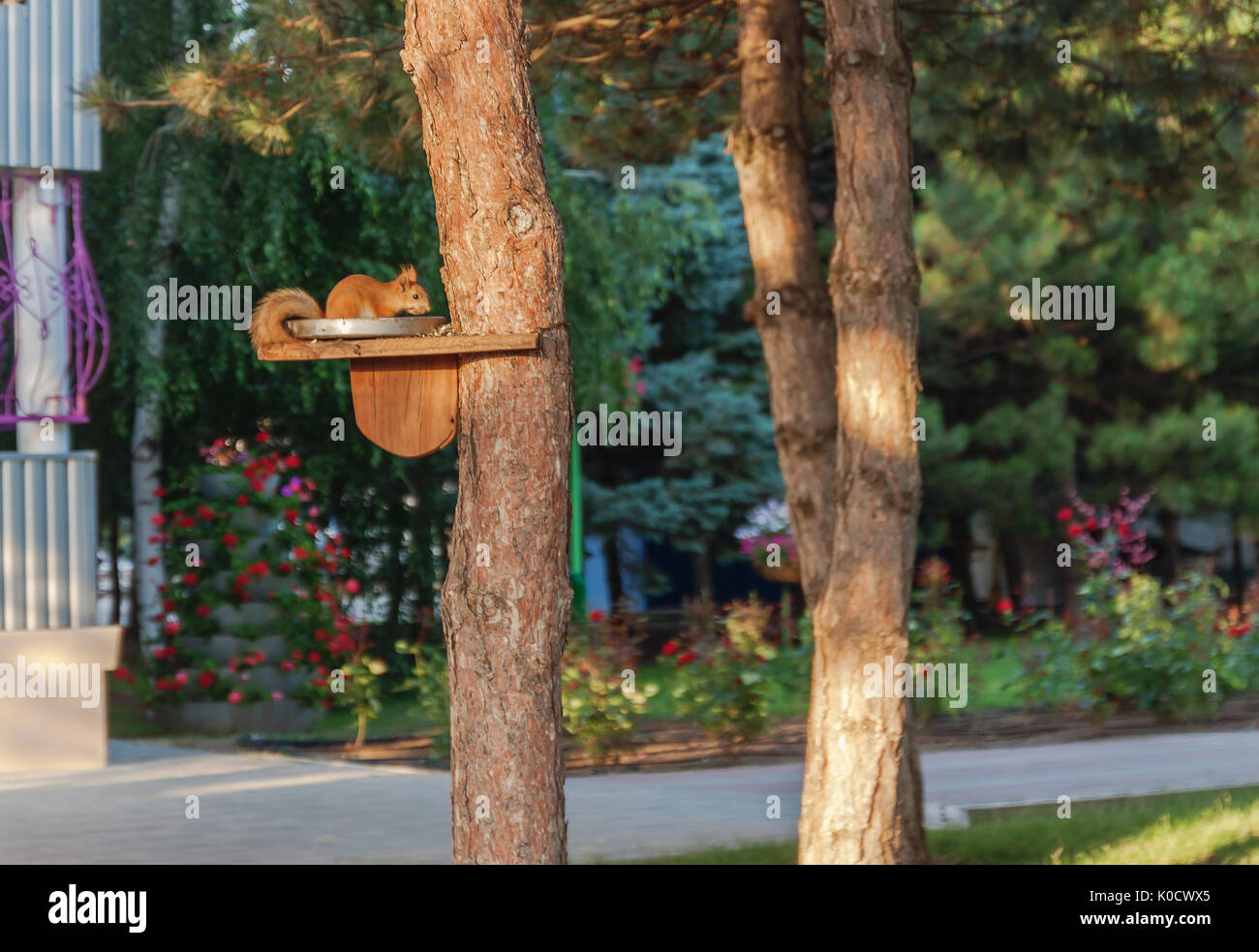 Red squirrel eats from an animal feeder installed on a tree, pine. Stock Photo