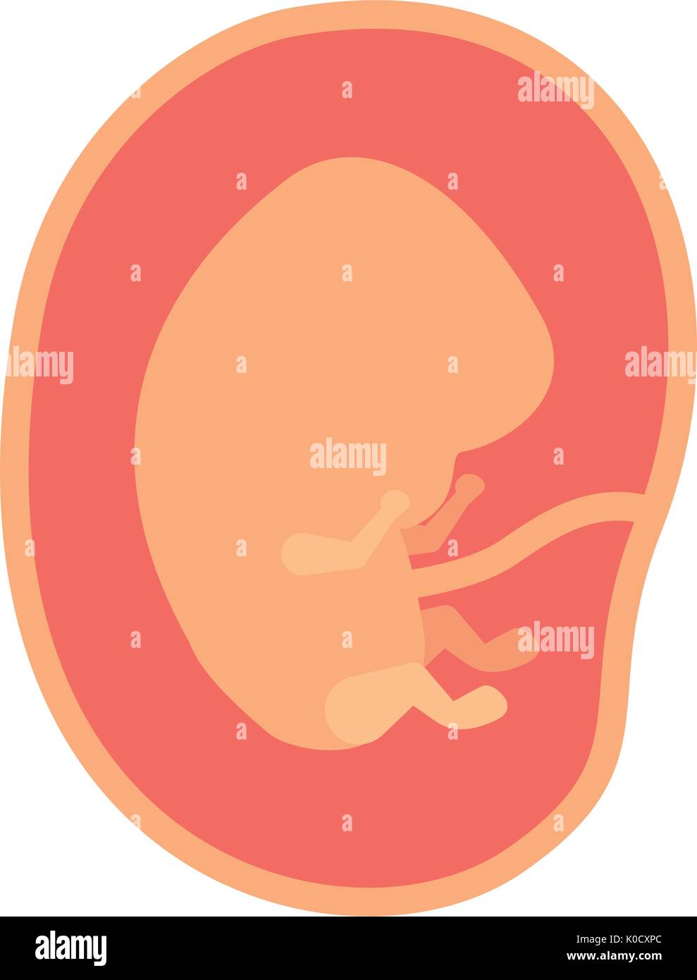 color silhouette of side view fetus human embryo growth in placenta