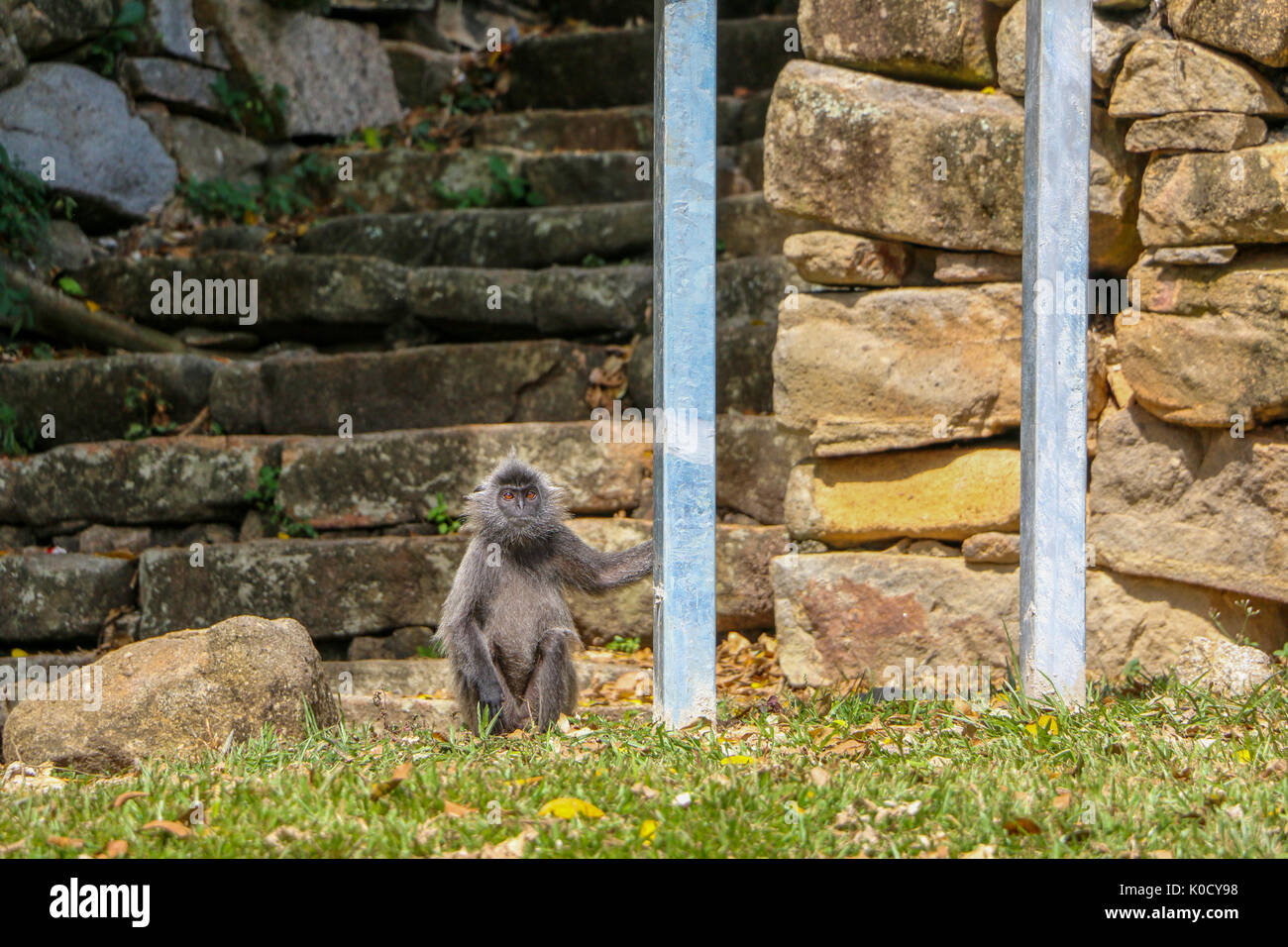 Lone Monkey beside a signboard at Bukit Melawati, Kuala Selangor, Malaysia Stock Photo