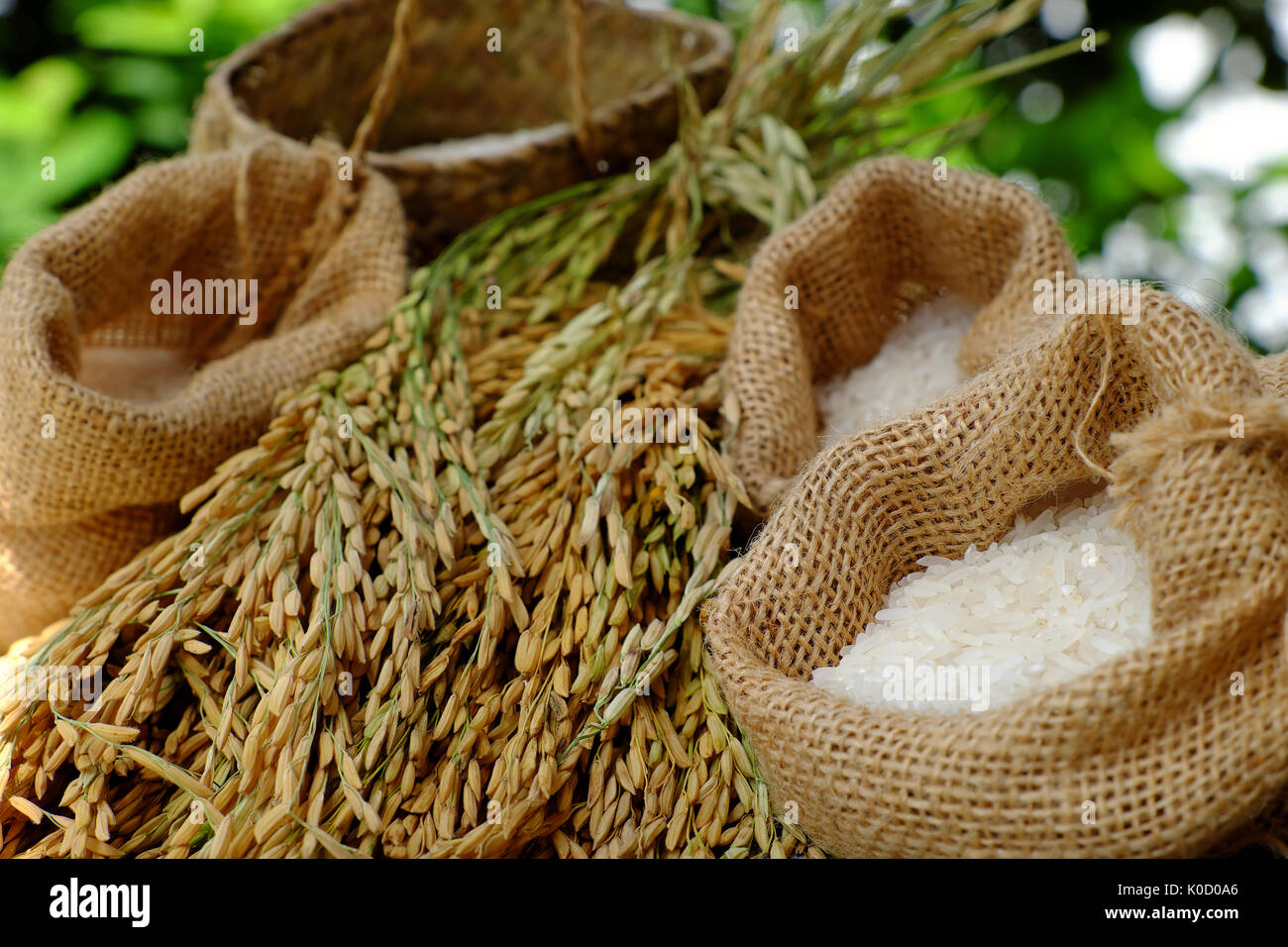 Close up of paddy grain and rice seed on green background, sheaf of rice in yellow and basket of grains Stock Photo