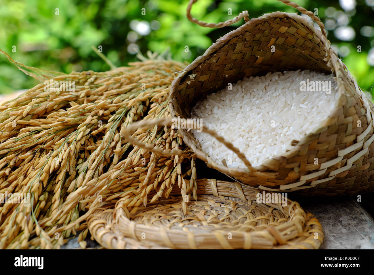 Close up of paddy grain and rice seed on green background, sheaf of rice in yellow and basket of grains Stock Photo