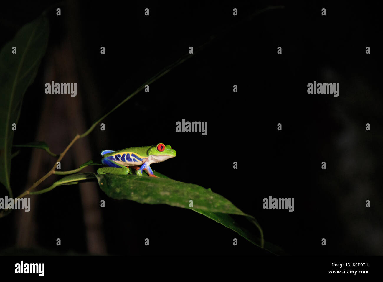 A Red-eyed Tree Frog at night at Maquenque Eco-lodge, Costa Rica. Stock Photo