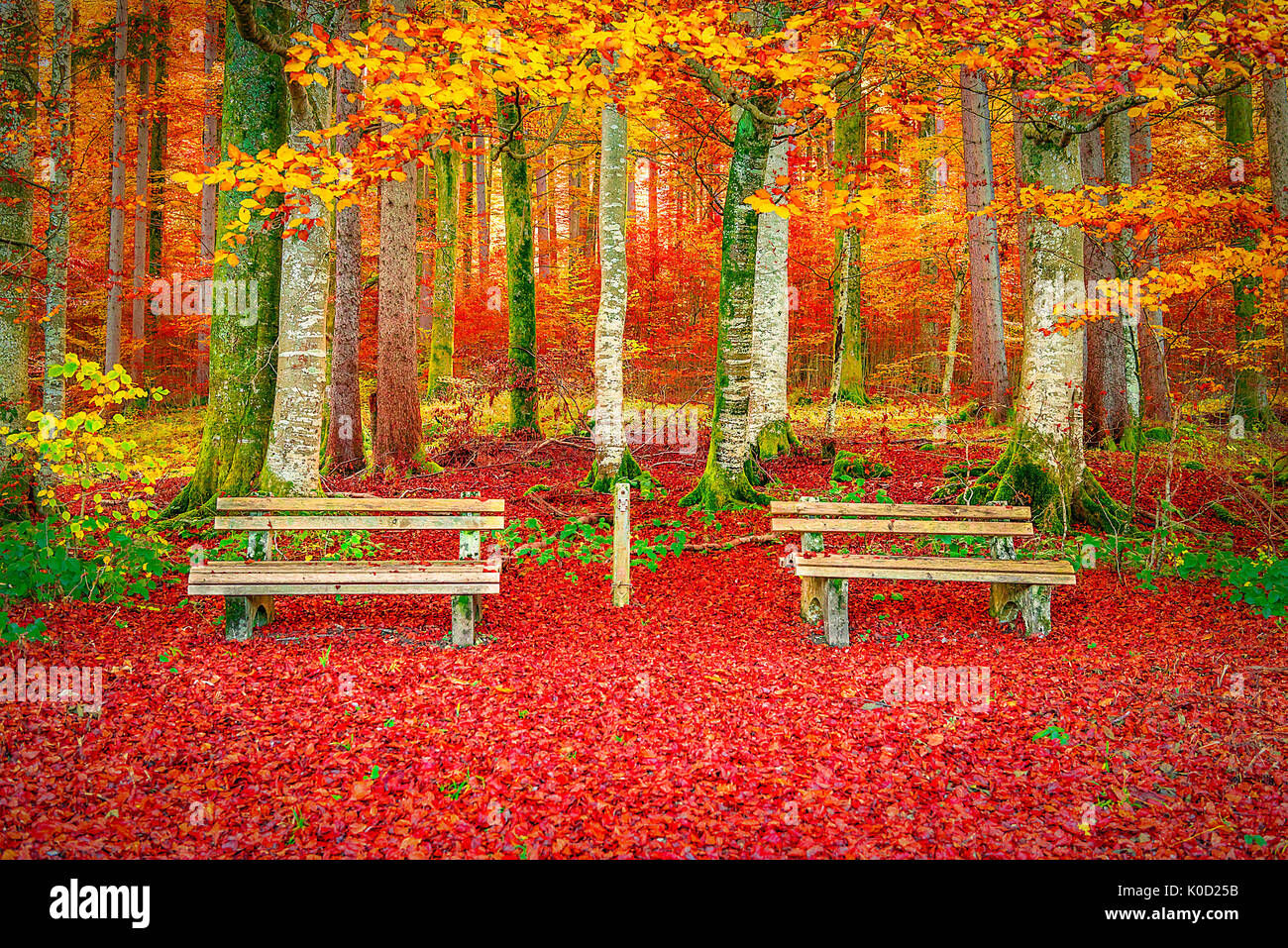 Beautiful fall landscape with a perfect place to relax, two wooden benches surrounded by the autumn decor, fallen leaves, and colorful trees. Stock Photo