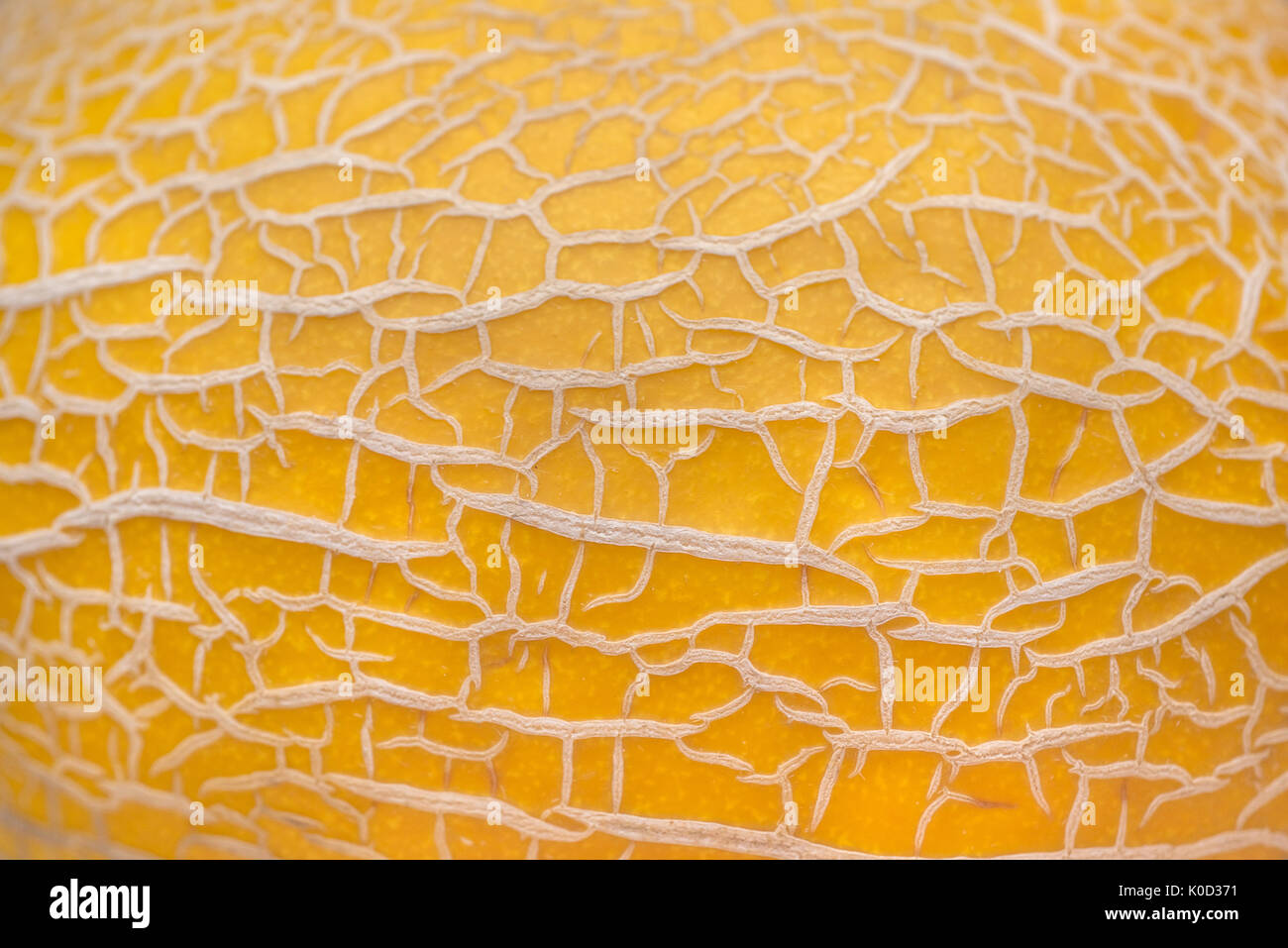 Close up shot of yellow melon's skin with fibers Stock Photo