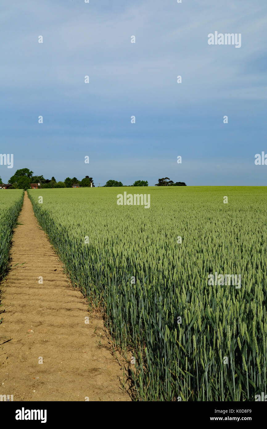 Footpath through wheat field known as "Hospital Field" from Canterbury