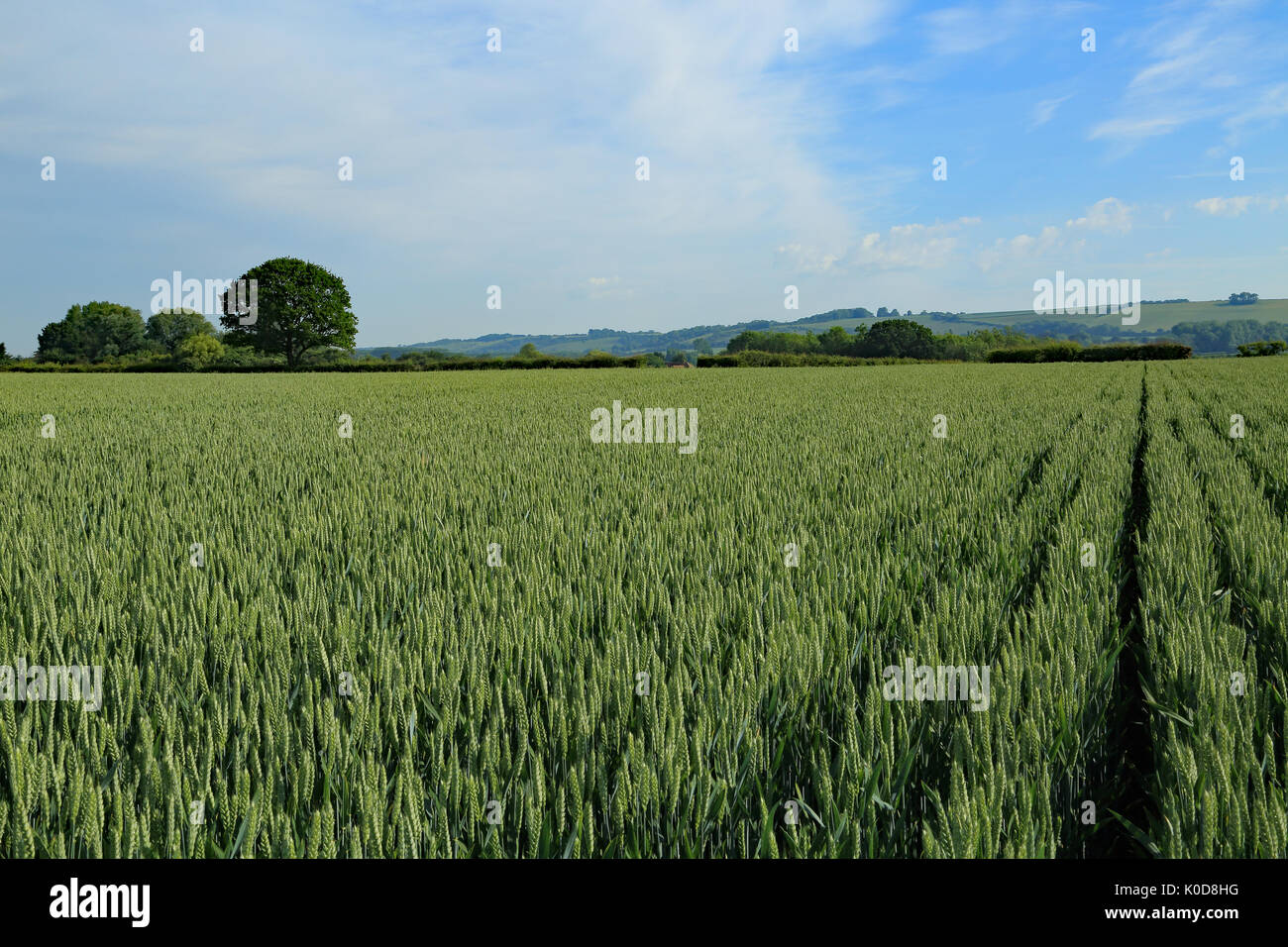 Wheat field between Lees Road and Canterbury Road known as 