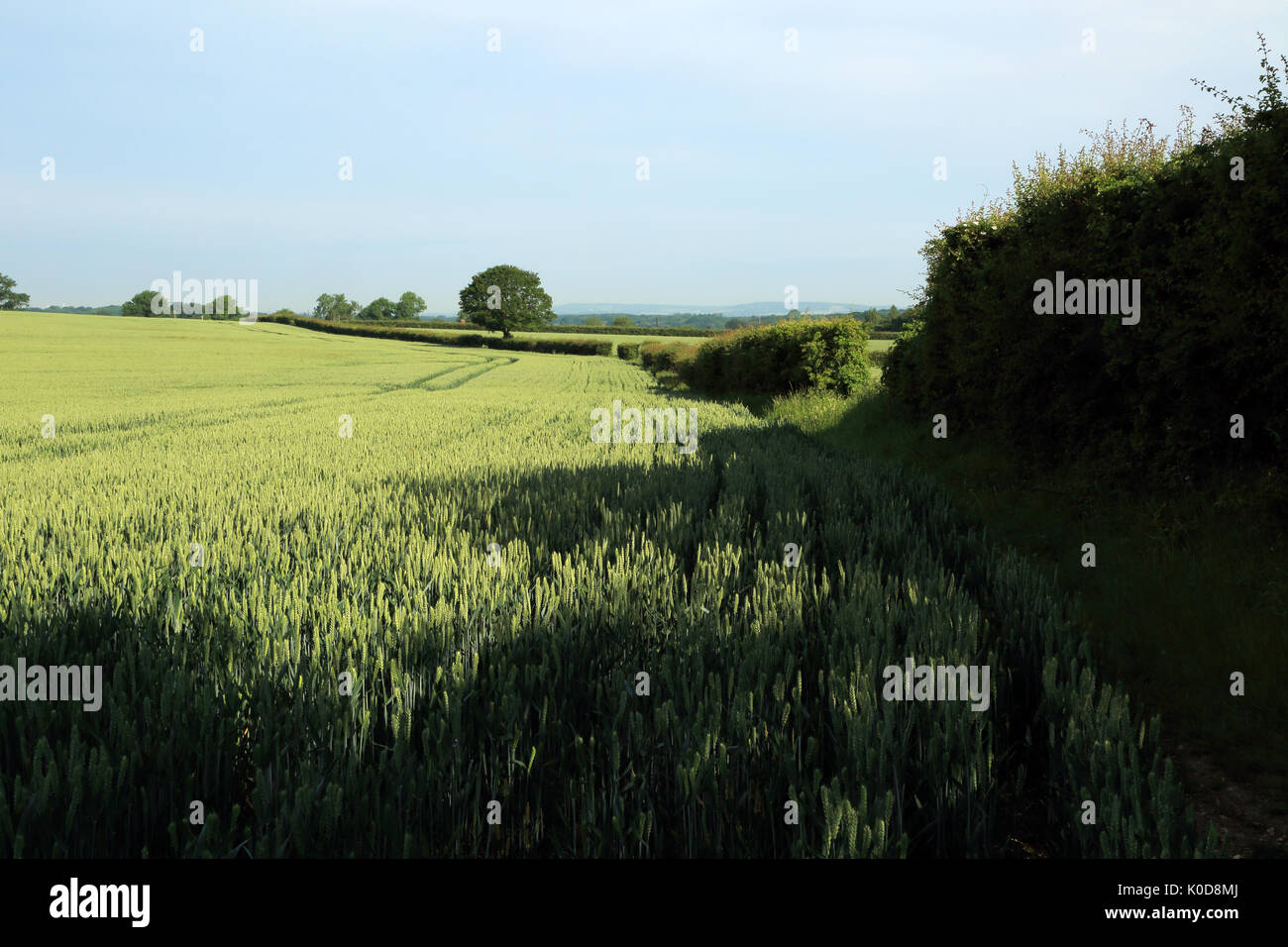 Wheat field known as 'hospital field' from Canterbury Road, Brabourne Lees, Ashford, Kent, England, United Kingdom Stock Photo