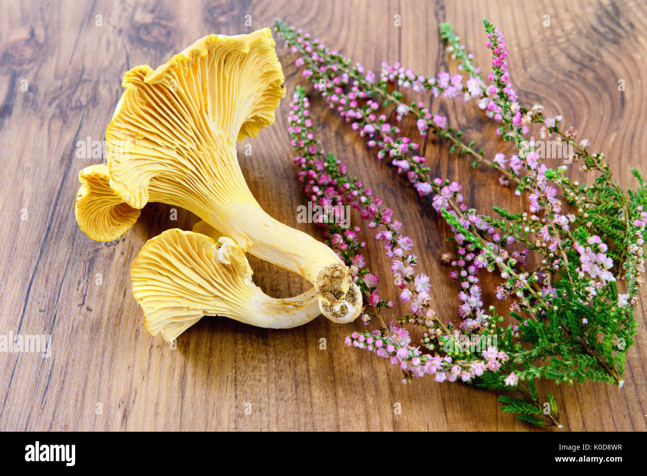 fresh golden chanterelles mushroom on wooden table background with