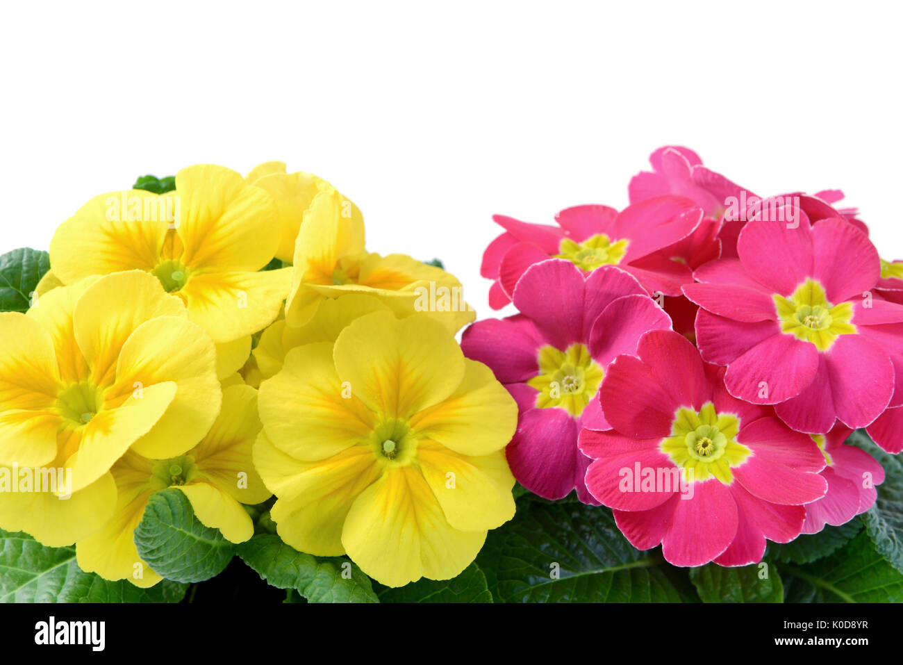 high angle fiew of yellow and punk primroses in flowerpot at white isolated backgrounds copy space on top Stock Photo